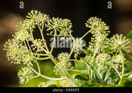 Fatsia Japonica in Blüte - ein immergrüner Strauch in der Familie der Araliaceae, auch bekannt als der Papierfabrik, Fig Endivie palm Stockfoto