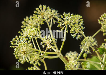 Fatsia Japonica in Blüte - ein immergrüner Strauch in der Familie der Araliaceae, auch bekannt als der Papierfabrik, Fig Endivie palm Stockfoto