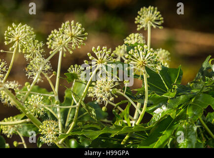 Fatsia Japonica in Blüte - ein immergrüner Strauch in der Familie der Araliaceae, auch bekannt als der Papierfabrik, Fig Endivie palm Stockfoto