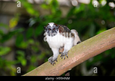 Panamaischer Tamarin oder Geoffroys Tamarin auf einem Baum, Regenwald, Gamboa, Panama Stockfoto