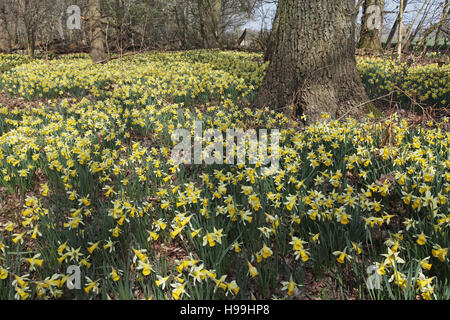 Wilde Narzissen Narcissus Pseudonarcissus Hampshire England Stockfoto