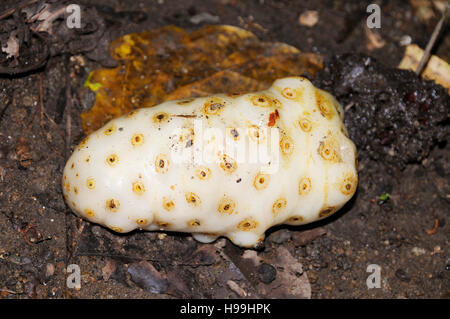 Frucht des Noni, Nonifruit, Noniplant, Regenwald, Nonitree, Gamboa, Panama Stockfoto