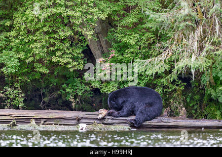 Ein Küsten schwarzer Bär Fütterung auf eine Chum Lachs frisch gefangen aus dem Fluss, Tongass National Forest, Südost-Alaska Stockfoto