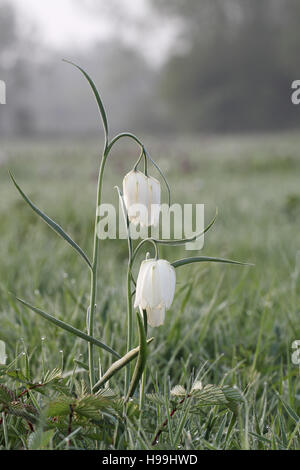 Snakeshead Fritillary Fritillaria Meleagris North Meadow National Nature Reserve in der Nähe von Cricklade Wiltshire England UK Stockfoto