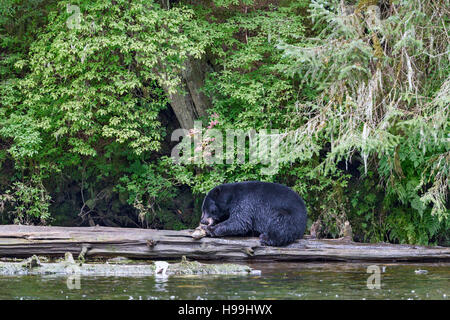 Ein Küsten schwarzer Bär Fütterung auf eine Chum Lachs frisch gefangen aus dem Fluss, Tongass National Forest, Südost-Alaska Stockfoto