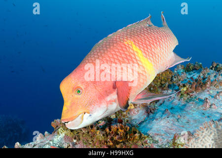 Mexikanische Lippfische, Malpelo Insel, Kolumbien, East Pacific Ocean Stockfoto