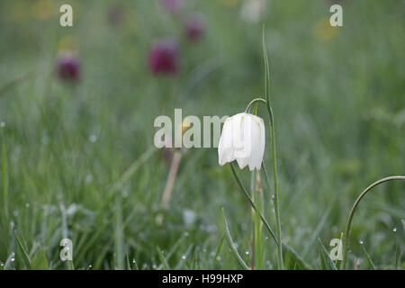 Snakeshead Fritillary Fritillaria Meleagris North Meadow National Nature Reserve in der Nähe von Cricklade Wiltshire England UK Stockfoto