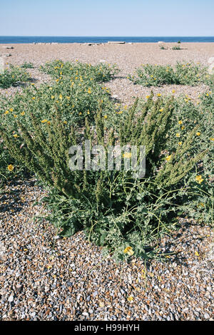 Gelbe gehörnten Mohn Glaucium Flavum und Curled dock Rumex crispus Stockfoto