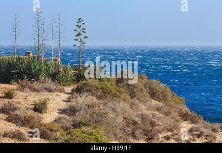 Blühende Agave Americana Pflanzen am Sommer Meer. Stockfoto