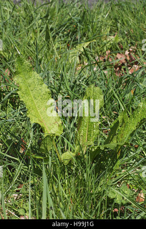 Breitblättrigen Dock Rumex obtusifolius Stockfoto