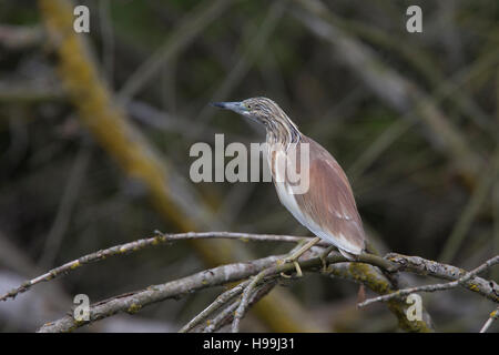 Squacco Heron, (Ardeola Ralloides), unreif/Winter Erwachsener, stehend auf einem Ast in den Fluss, Donaudelta, Rumänien. Stockfoto