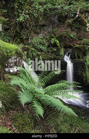 Carmarthenshire Wales UK stream Wurmfarn Dryopteris Filix-Mas und Wasserfälle auf der Nant Melyn September 2012 Stockfoto