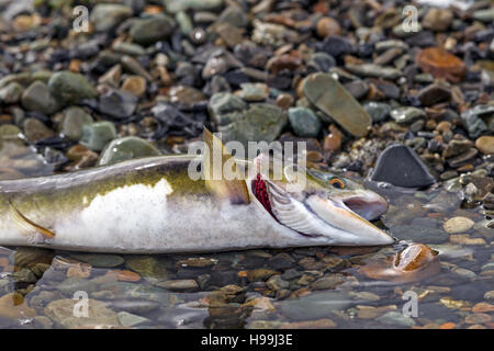 Eine rosa Lachs Atemzüge seiner letzten nach der Migration vom Pazifischen Ozean, ein Alaskan Stream, Tongass National Forest, Alaska Stockfoto