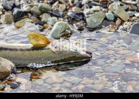 Eine rosa Lachs Atemzüge seiner letzten nach der Migration vom Pazifischen Ozean, ein Alaskan Stream, Tongass National Forest, Alaska Stockfoto