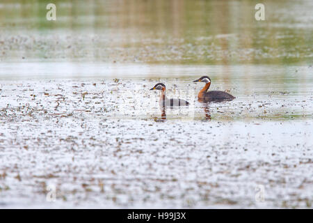 Red-necked Grebe (Podiceps Grisegena), ein paar in der Zucht Gefieder, Donaudelta, Rumänien. Stockfoto