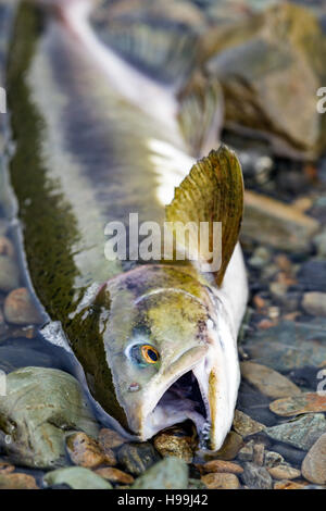 Eine rosa Lachs Atemzüge seiner letzten nach der Migration vom Pazifischen Ozean, ein Alaskan Stream, Tongass National Forest, Alaska Stockfoto