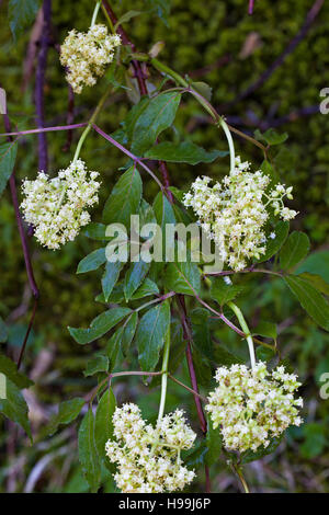 Rot-Kreuzungen elder Sambucus Racemosa Blumen Reserve Naturelle des Hauts Plateaux Vercors regionalen Naturpark Vercors Frankreich Stockfoto