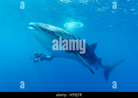 Walhai mit Taucher, Unterwasser-Fotografen, Malpelo Insel, Kolumbien, Ost-Pazifik Stockfoto