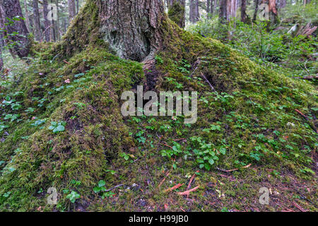 Innenministerium der gemäßigten Regen Küstenwald, Tongass National Forest, Alaska, USA Stockfoto