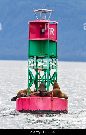 Steller Seelöwen ruht auf einem Ozean Boje in den Gewässern rund um die Küste von Alaska Stockfoto