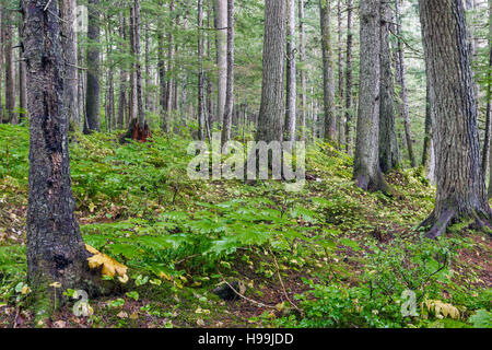 Innenministerium der gemäßigten Regen Küstenwald, Tongass National Forest, Alaska, USA Stockfoto