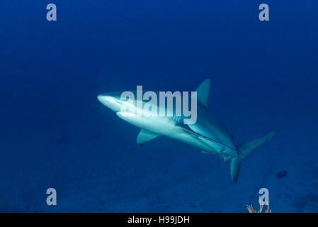 Galapagos Hai, Malpelo Insel, Kolumbien, Ost-Pazifik Stockfoto