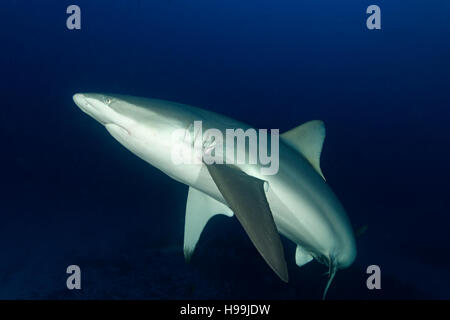 Galapagos Hai, Malpelo Insel, Kolumbien, Ost-Pazifik Stockfoto