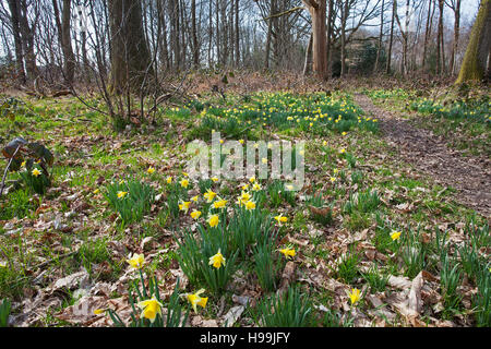 Wilde Narzissen Narcissus Pseudonarcissus Pamber Wald Hampshire und Isle Of Wight Wildlife Trust Reserve in der Nähe von Pamber Heide Hampshire England UK 2016 Stockfoto