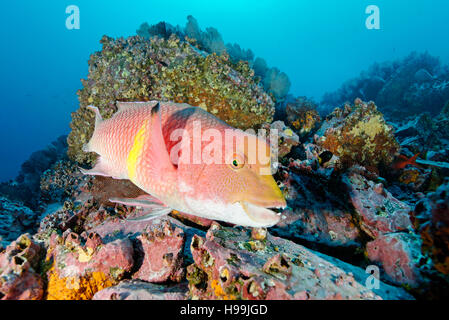 Mexikanische Lippfische, Malpelo Insel, Kolumbien, East Pacific Ocean Stockfoto