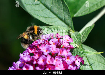 Sonnendurchflutetes Buff-tailed Bumble Bee auf rosa Blüten des Sommerflieders Stockfoto