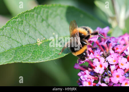 Sonnendurchflutetes Buff-tailed Bumble Bee auf rosa Blüten des Sommerflieders Stockfoto