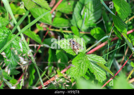 Sonnendurchflutetes Schwebfliege auf grünes Blatt im englischen Garten Stockfoto