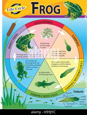 Vektor-Illustration Forg Lebenszyklus Stock Vektor