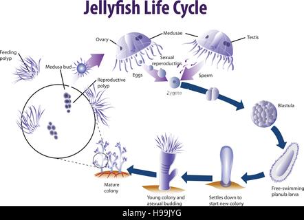 Vektor-Illustration von Jelly Fisch-Lebenszyklus Stock Vektor