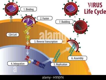 Vektor-Illustration des Virus Lebenszyklus Stock Vektor