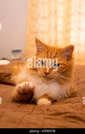 Eine Ingwertee Kätzchen/Katze legt auf einem menschlichen Bett ausruhen. Stockfoto