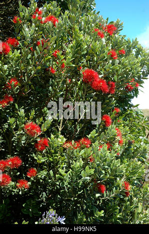 Southern Rata Baum Blumen und Blätter, Dunedin, Südinsel, Neuseeland Stockfoto