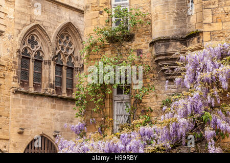 Glyzinien bedeckt Fenster in Place du Marche Aux Ojes in Sarlat la Caneda, Frankreich. Stockfoto