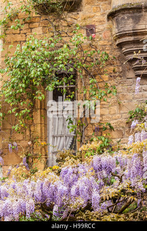 Glyzinien bedeckt Fenster in Place du Marche Aux Ojes in Sarlat la Caneda, Frankreich. Stockfoto