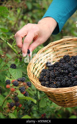 Rubus. Blackerries sind von einem englischen Hecke durch einen weiblichen im Sommer abgeholt. Großbritannien Stockfoto