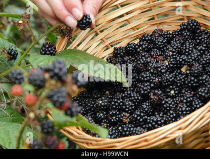 Rubus. Blackerries sind von einem englischen Hecke durch einen weiblichen im Sommer abgeholt. Großbritannien Stockfoto