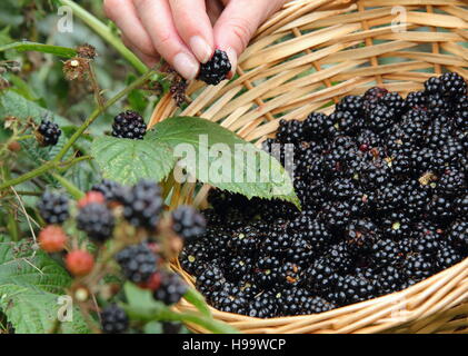 Rubus. Blackerries sind von einem englischen Hecke durch einen weiblichen im Sommer abgeholt. Großbritannien Stockfoto