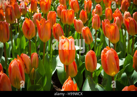 Hintergrund der schönen orange Tulpen in einem park Stockfoto