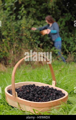 Rubus. Blackerries sind von einem englischen Hecke durch einen weiblichen im Sommer abgeholt. Großbritannien Stockfoto