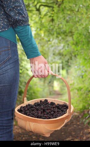 Rubus. Blackerries sind von einem englischen Hecke durch einen weiblichen im Sommer abgeholt. Großbritannien Stockfoto