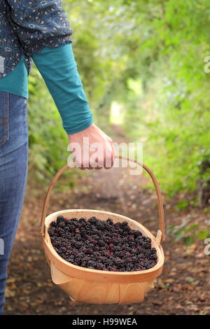 Rubus. Blackerries sind von einem englischen Hecke durch einen weiblichen im Sommer abgeholt. Großbritannien Stockfoto