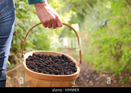 Rubus. Blackerries sind von einem englischen Hecke durch einen weiblichen im Sommer abgeholt. Großbritannien Stockfoto