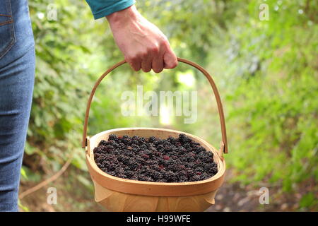 Rubus. Blackerries sind von einem englischen Hecke durch einen weiblichen im Sommer abgeholt. Großbritannien Stockfoto