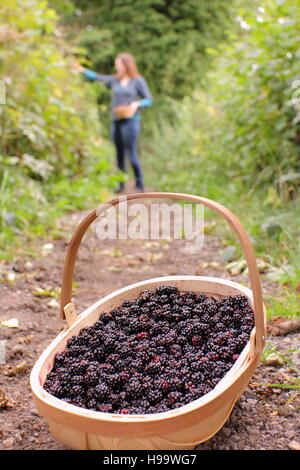 Rubus. Blackerries sind von einem englischen Hecke durch einen weiblichen im Sommer abgeholt. Großbritannien Stockfoto