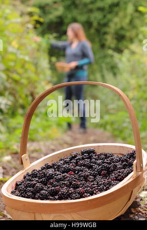 Rubus. Blackerries sind von einem englischen Hecke durch einen weiblichen im Sommer abgeholt. Großbritannien Stockfoto